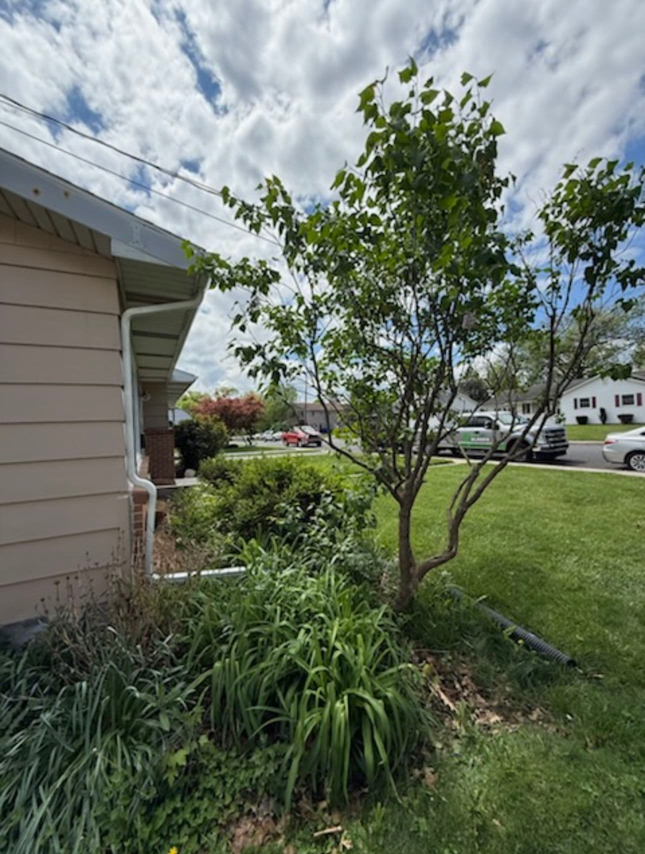 Gallery photos for From Overgrown Mess to Clean Landscape Upgrade: Image #5