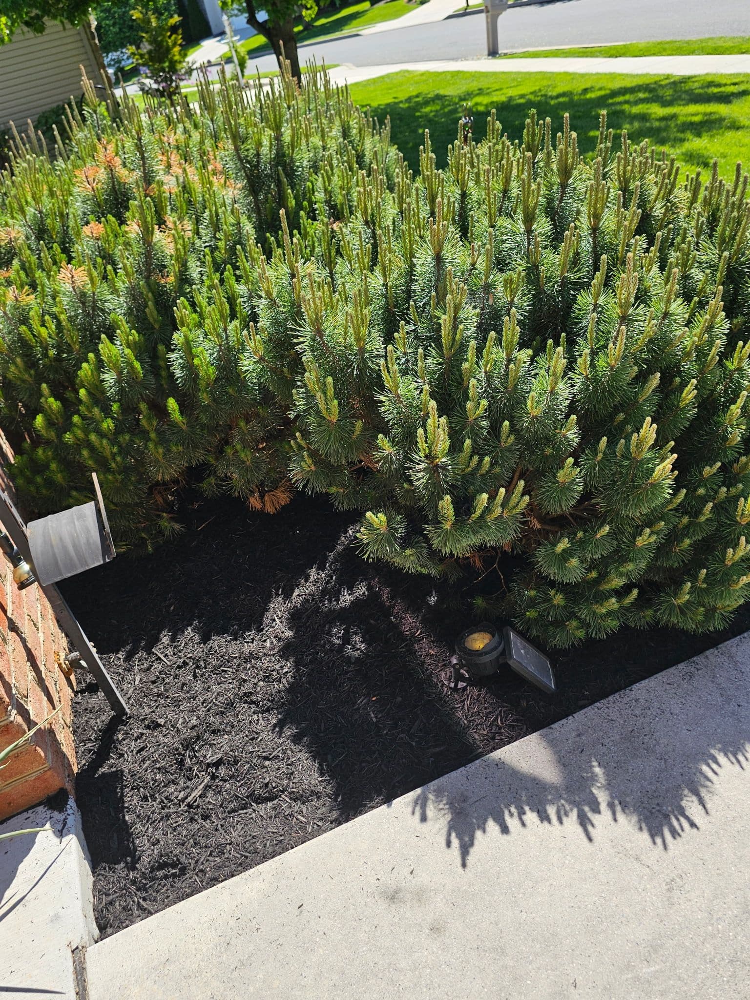 Gallery photos for Fresh Mulch, Clean Edges, Zero Weeds Left Behind: Image #5