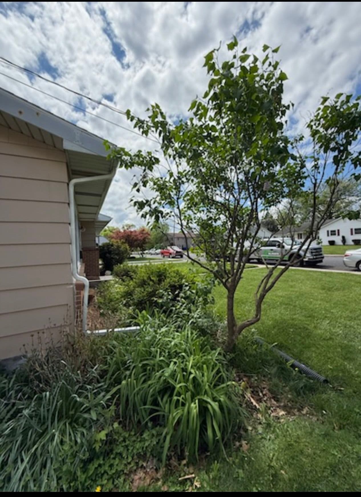 Gallery photos for Overgrown Front Beds Rebuilt Clean in Carlisle: Image #2