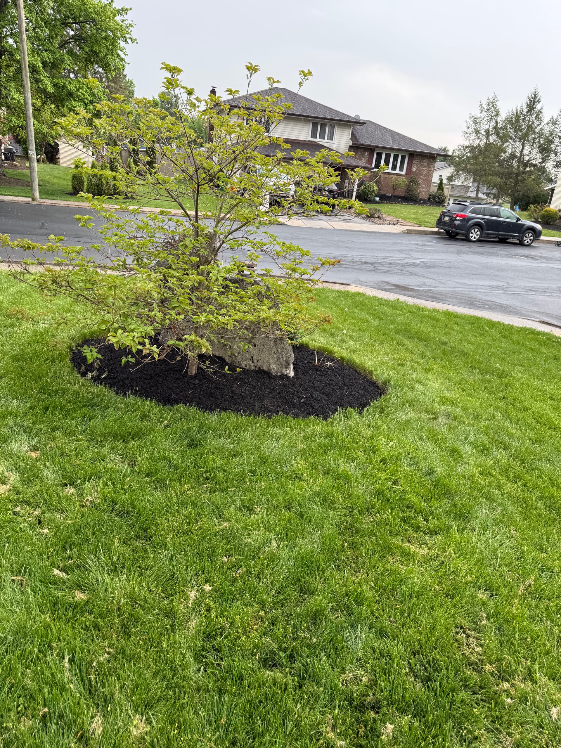 Gallery photos for Dark Mulch That Makes Your Whole Yard Pop: Image #5