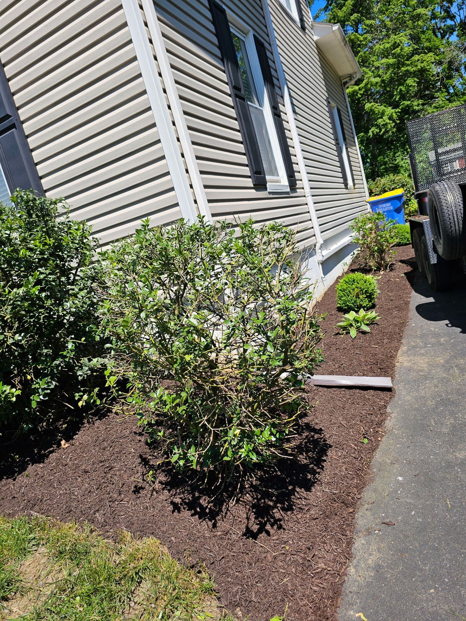 Gallery photos for Shrub Trimming, Mulch Install and Bed Cleanup Done Right: Image #4
