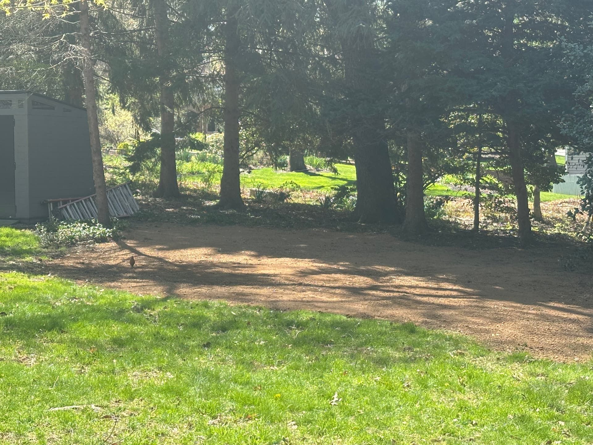 Gallery photos for Neglected Backyard Cleared, Leveled and Ready to Use: Image #5